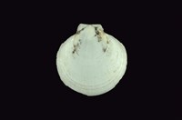 藏品(日月蛤)的圖片